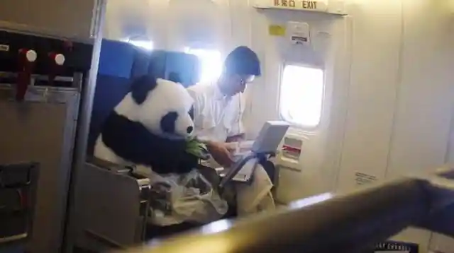 Bamboozled Panda