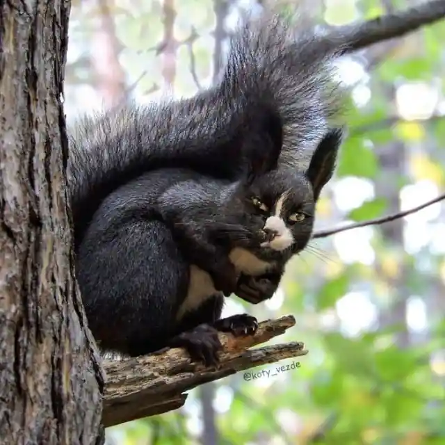 Squirrel Cat