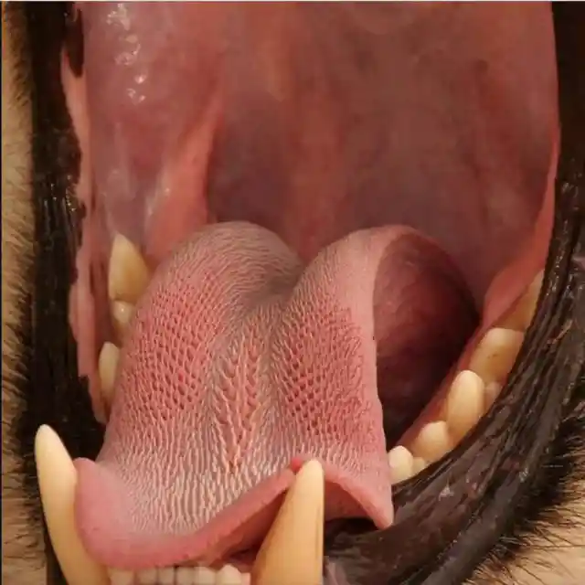 5. A Lion's Tongue: More Than Just a Rough Lick