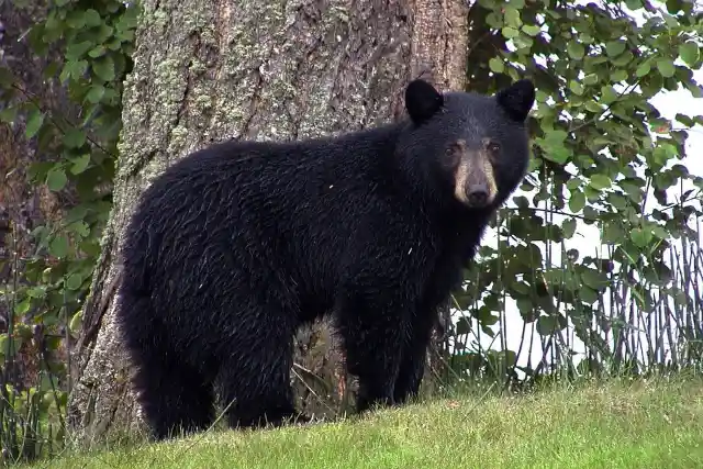 Bear Saves Man From Mountain Lion