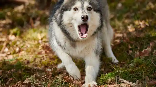 Mom Notices Dog Won’t Leave Trash Bag Alone, Finds Out Neighbor’s Secret