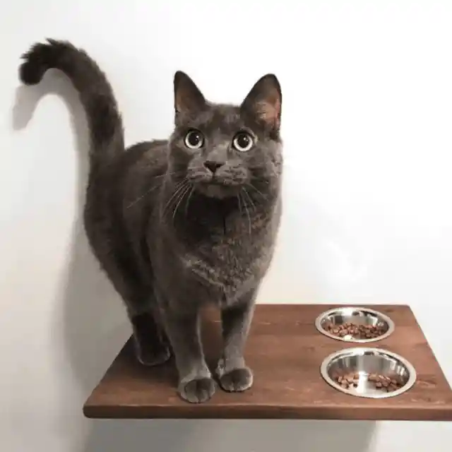 Feed your cat away from the water