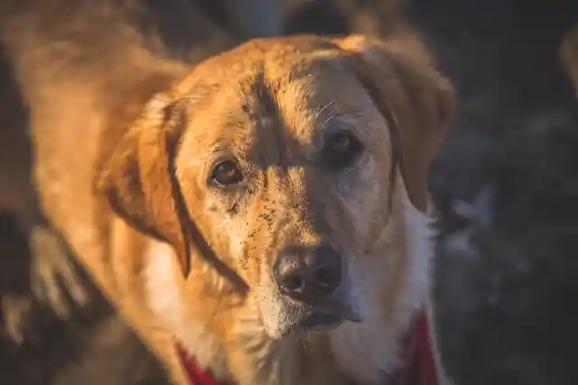 Mom Notices Dog Won’t Leave Trash Bag Alone, Finds Out Neighbor’s Secret