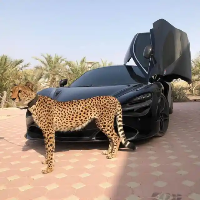 Cheetah On The Streets