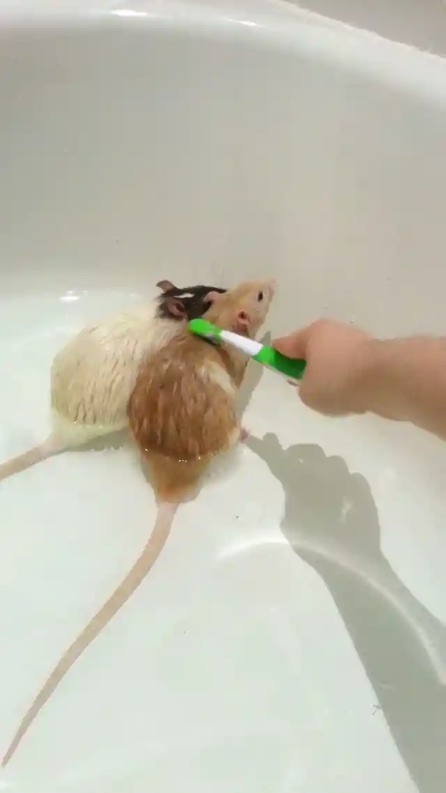 27. Brush Your Little Pets