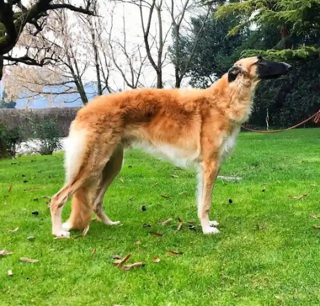 Russian Borzoi