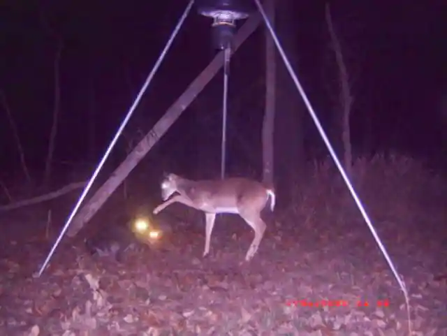 Raccoons And Deer Are Inseparable