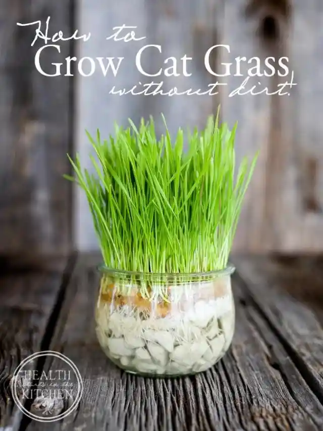 Grow Cat Grass Without Dirt