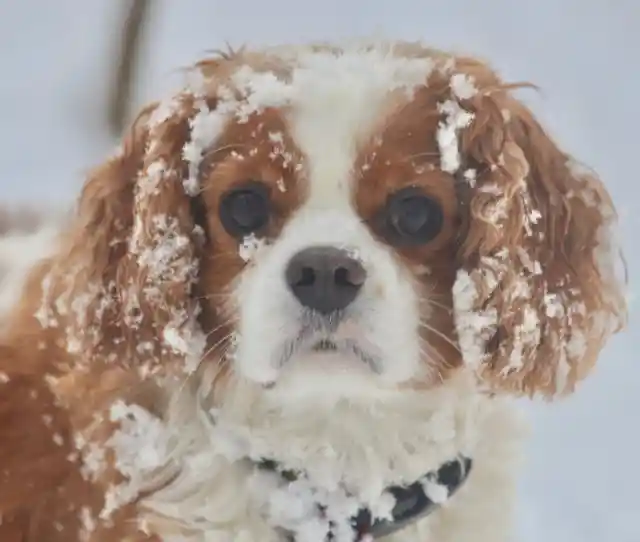 The Cavalier King Charles Spaniel