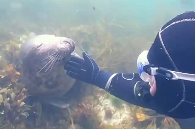 Este Buceador No Tenía Ni Idea De Lo Que Esta Ballena Intentaba Indicar Con Su Inusual Comportamiento