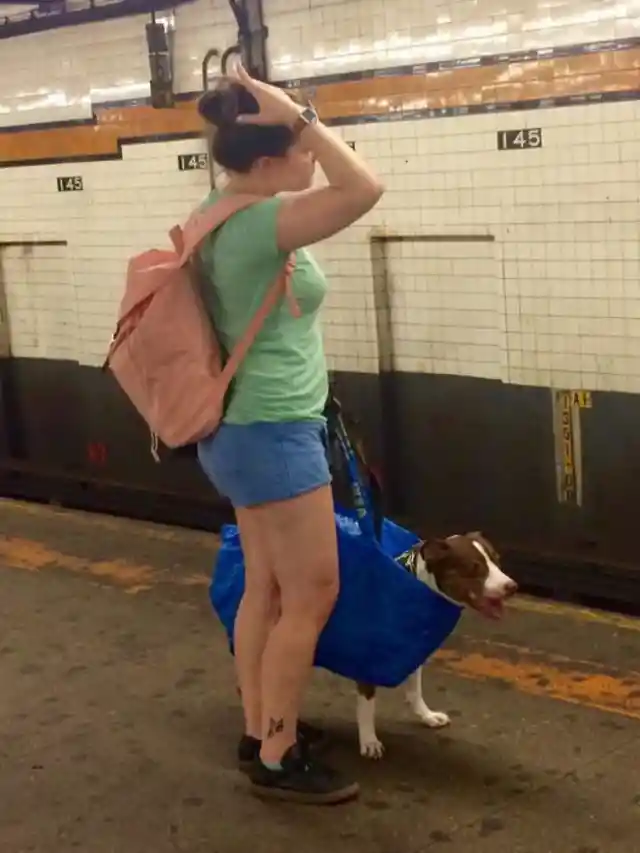 Subway Ride For A Wrapped Dog