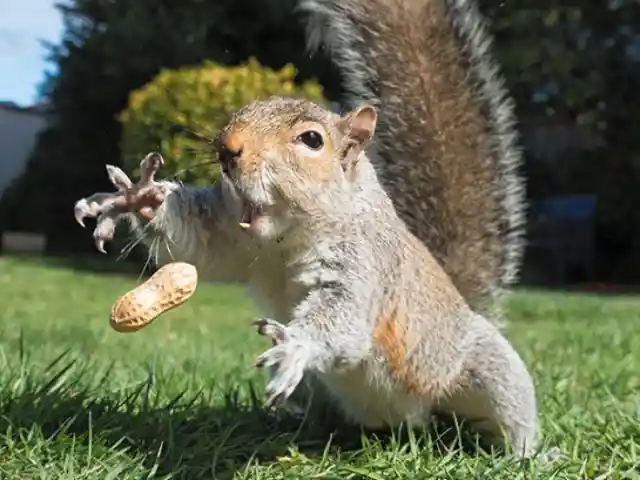 Peanut For Lunch