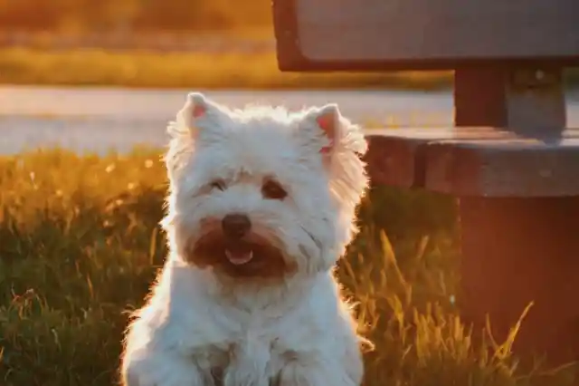 Glen of Imaal Terrier