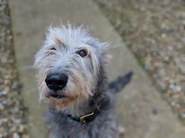 Irish Wolfhound