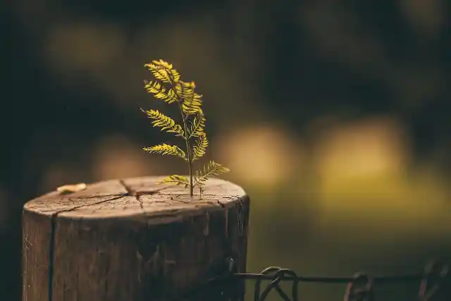 Destroying His Tree