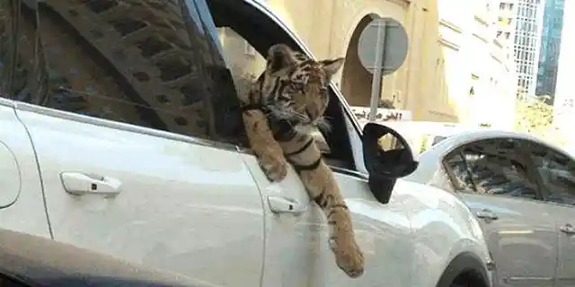 A Day Out For Tiger!