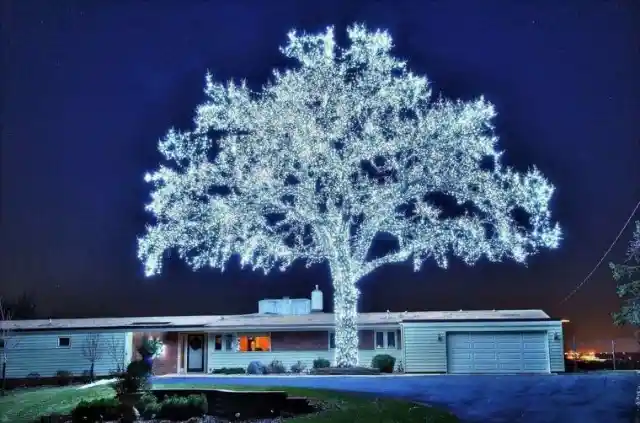 5. 40,000 LED Lights Makes For The Perfect Tree