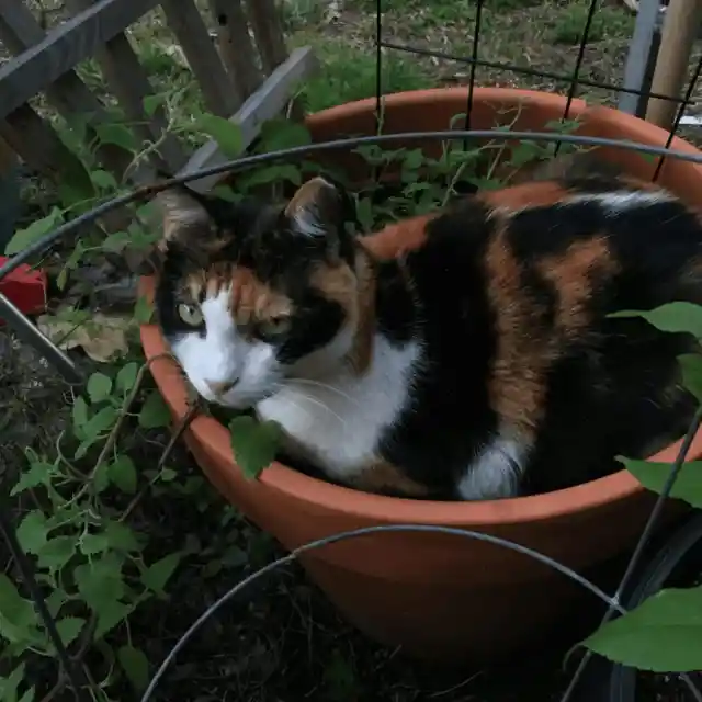 Grow your own catnip