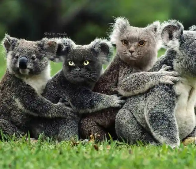 Double Koala Cats