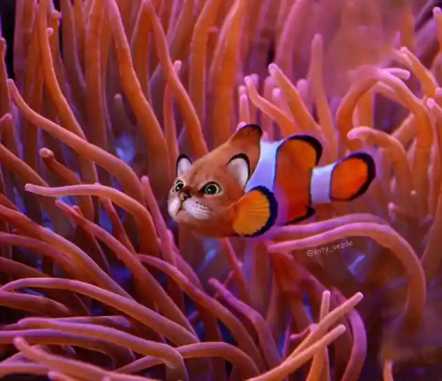 Clownfish Cat