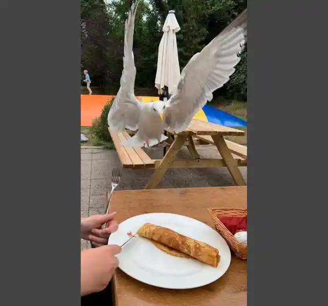 Seagulls Are The Worst