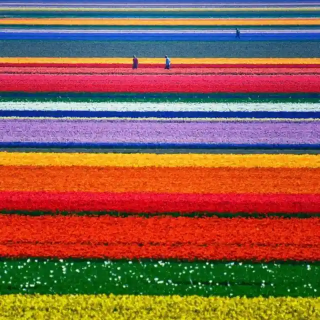 28. Tulip Field Of Dreams