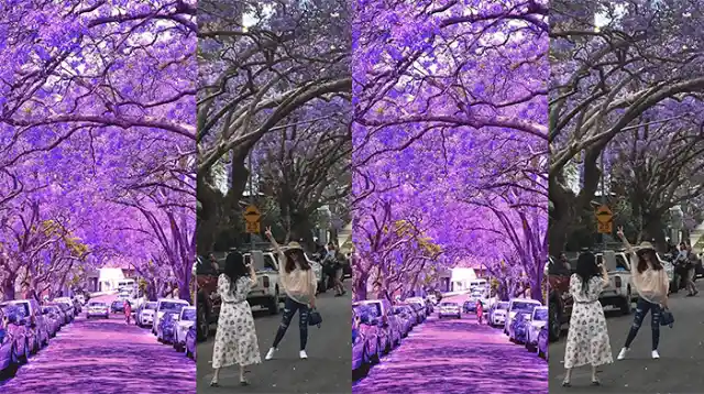 The Unforgettable Purple Streets!