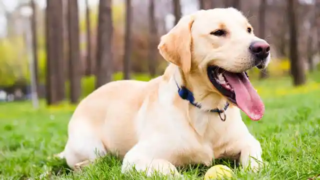 Mom Notices Dog Won’t Leave Trash Bag Alone, Finds Out Neighbor’s Secret