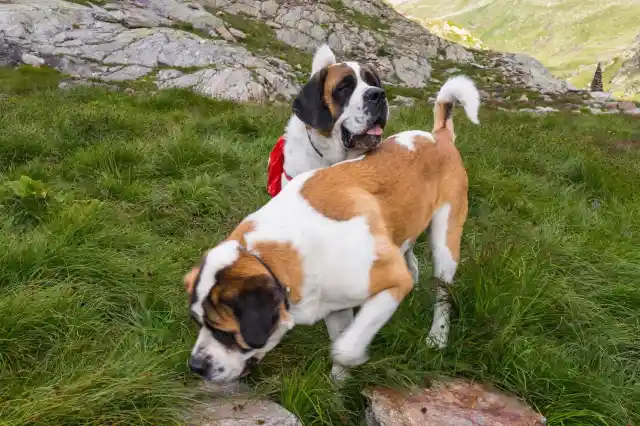 Rescued St. Bernard Returns The Favor