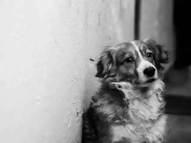 Mom Sleeps Next To New Dog, Unaware Of What He'll Do In The Middle Of The Night