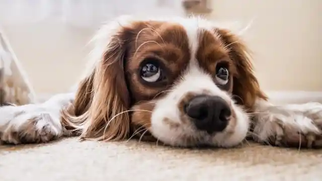 Mom Sleeps Next To New Dog, Unaware Of What He'll Do In The Middle Of The Night