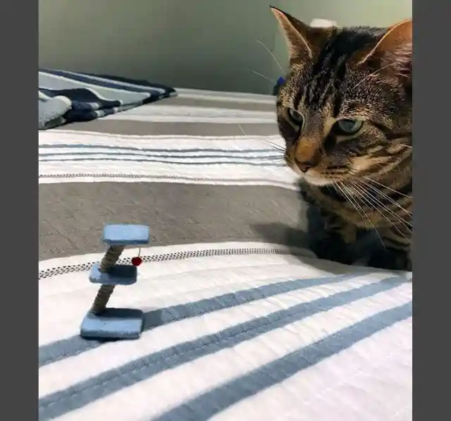 Confused Cat