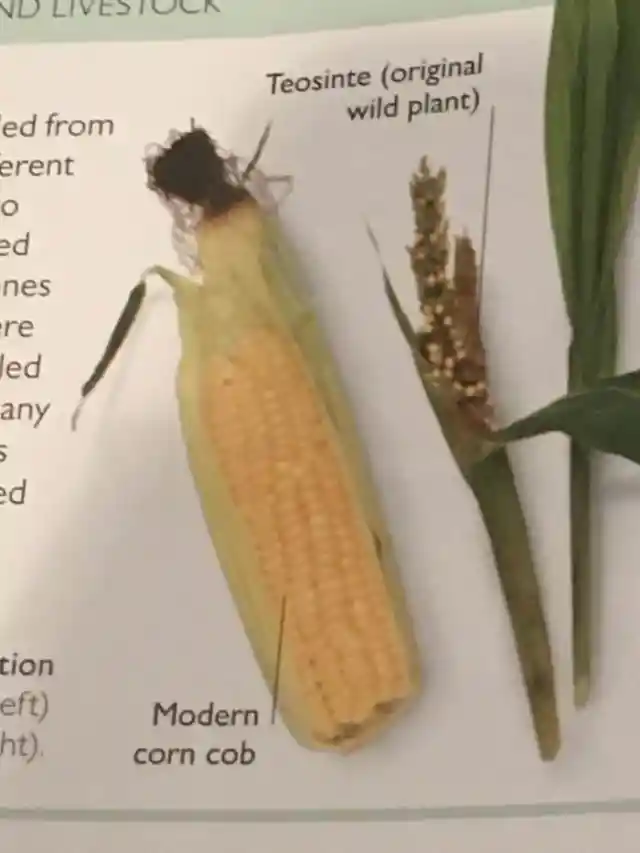 Modern Corn vs. Before It Was Domesticated