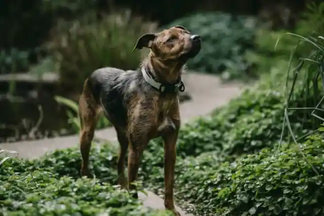 Catahoula Leopard Dog