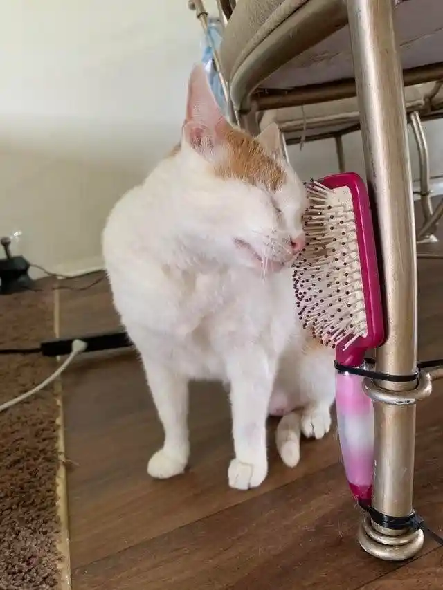 Old hairbrush? Zip tie it to the leg of a chair for your cat to rub on!