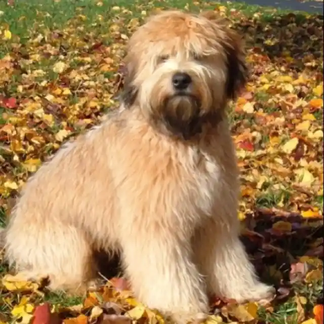 Soft-coated Wheaten Terrier