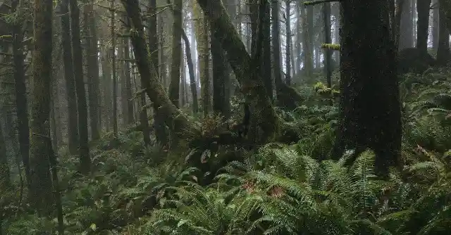 Hiker Notices Something Strange About Tree, Finds Connection To Missing Person