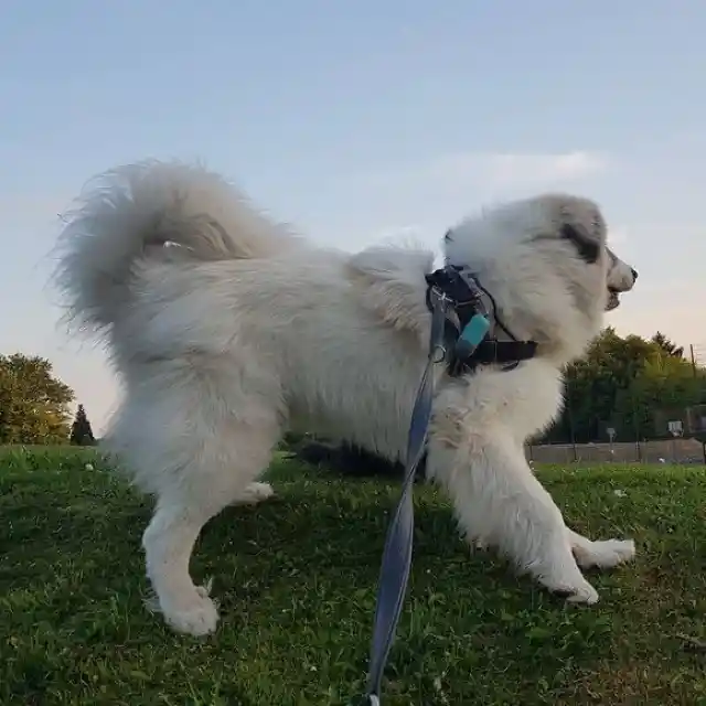 The Great Pyrenees