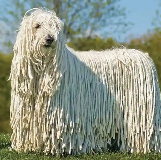 Komondor