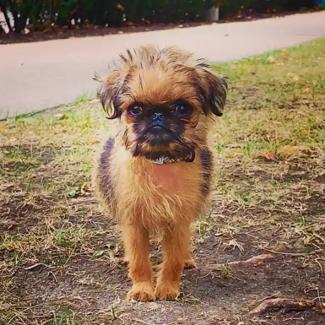 Brussels Griffon