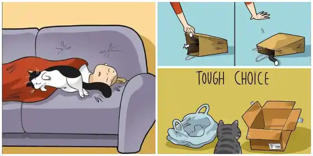 Cartoonist Perfectly Captures What Life Is Like With A Cat In The House