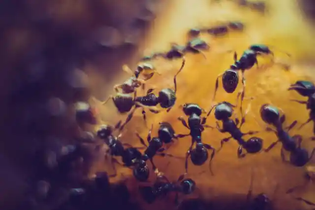 Keep These Balls Near Your Plants And Watch The Ants Fading Away