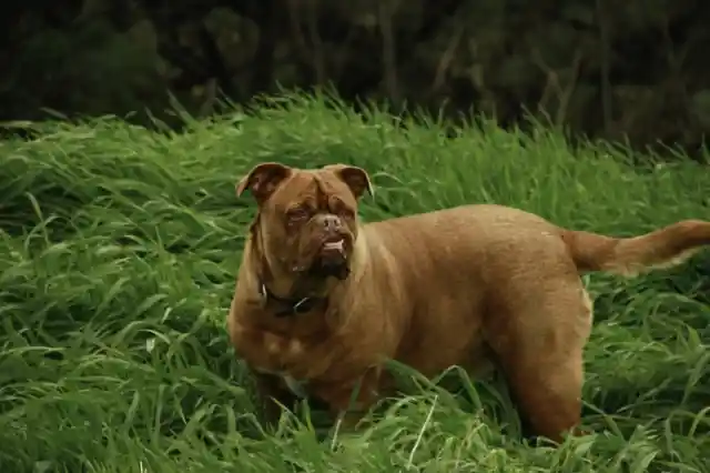 Dogue de Bordeaux