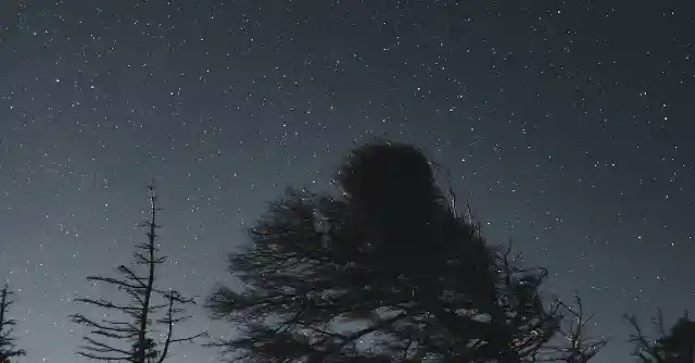 Hiker Notices Something Strange About Tree, Finds Connection To Missing Person