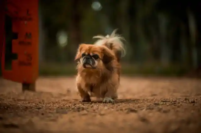 Pekingese