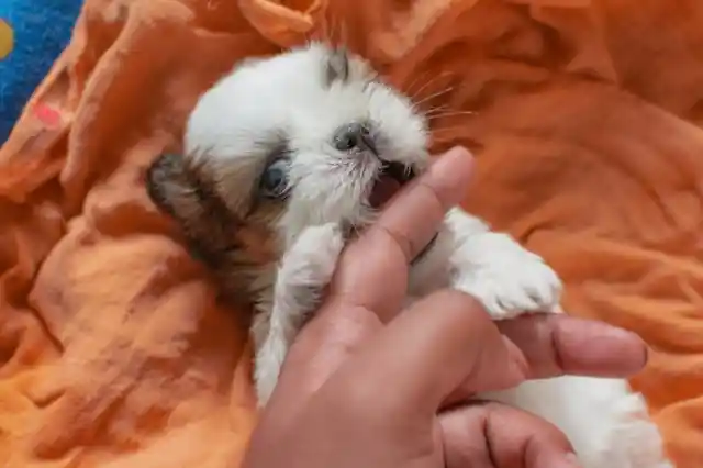 Shih Tzu