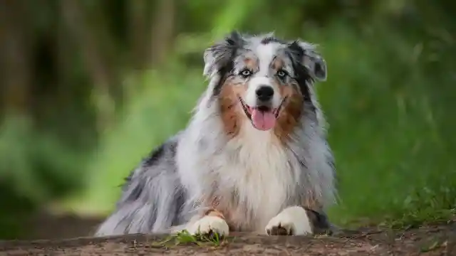 Wife Refuses To Shower Without Dog, Husband Checks Camera