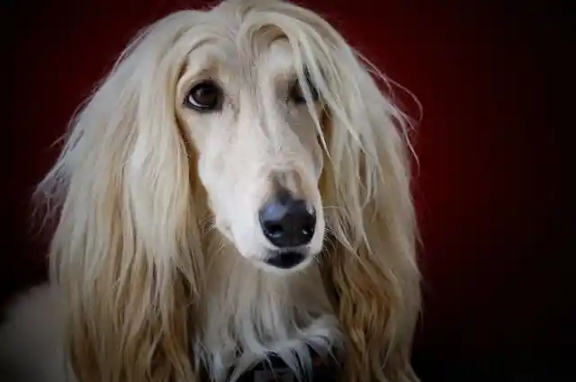 Afghan Hound