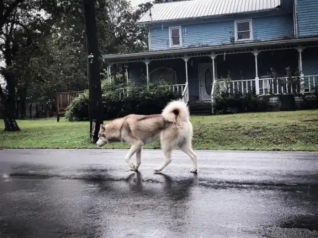 Ambling For Fresh Air