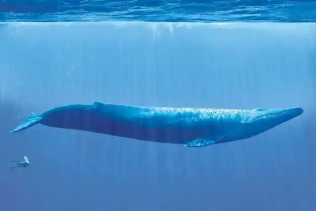 Blue Whale Size Comparison